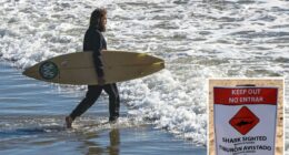 Warmer waters to make for a âsharky summerâ at SoCal beaches â with two hot spots